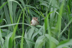 IMGP0330bu5