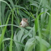 IMGP0330bu5