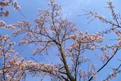 IMGP2428