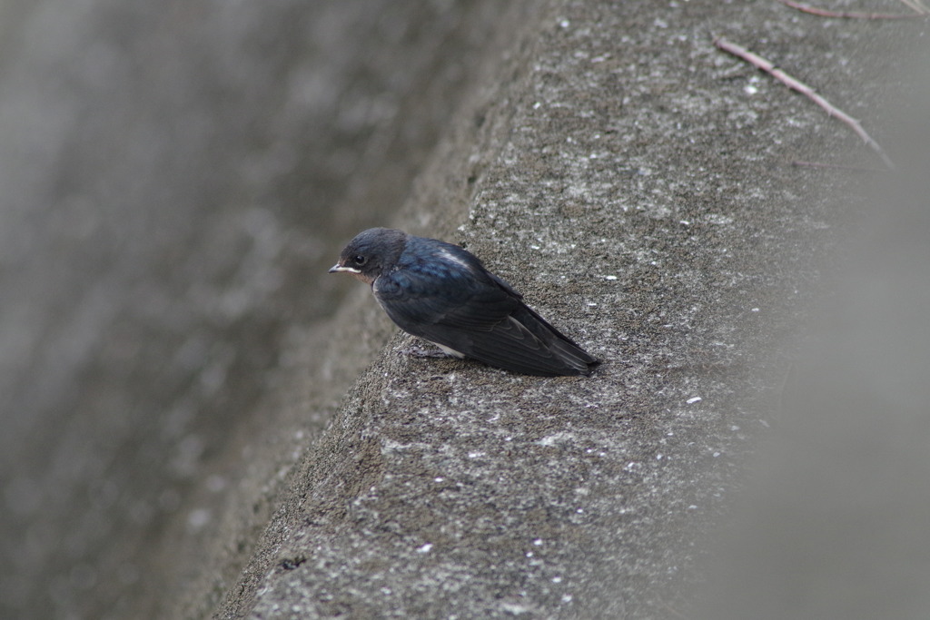 IMGP1077