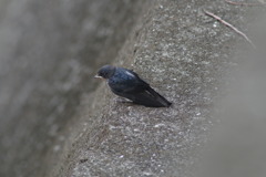 IMGP1077