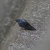 IMGP1077