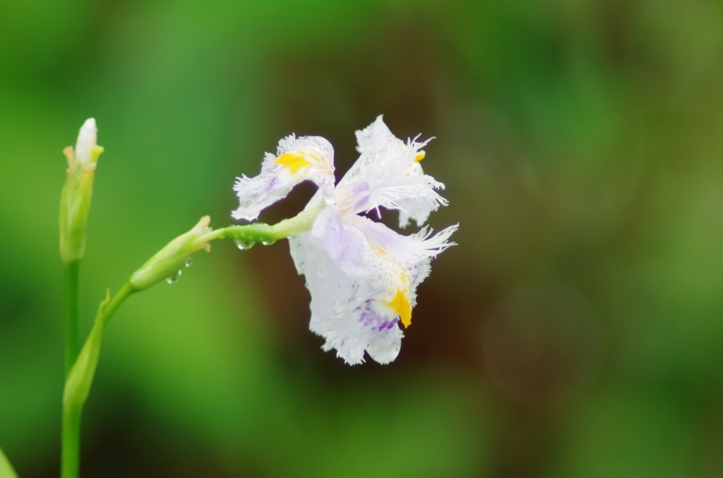 IMGP7177u5