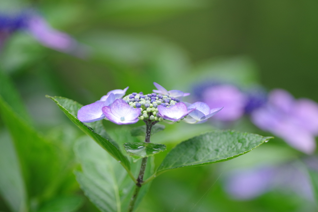 IMGP0379bu5