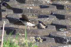 IMGP5424bu5