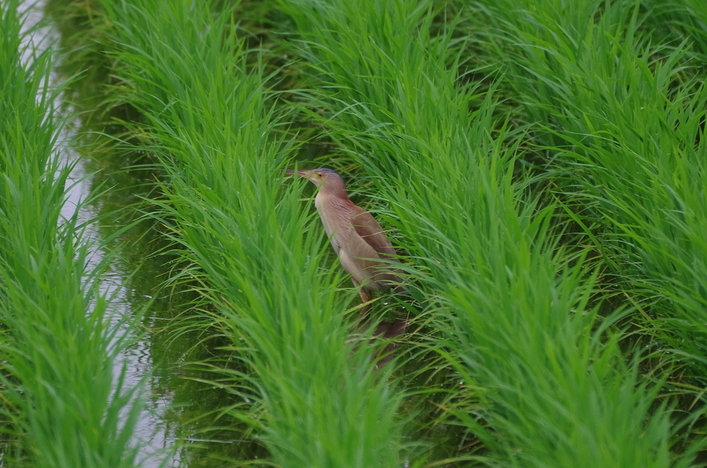 IMGP5752bu5