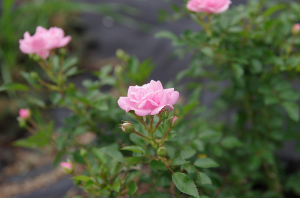 IMGP5116