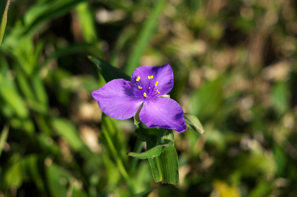 IMGP2888