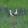 IMGP4245bu5