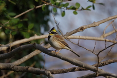 IMGP2834bu5