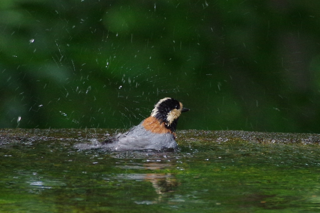 ヤマガラ君の水浴び２