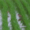 IMGP0256bu5
