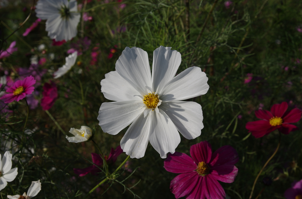 IMGP4335