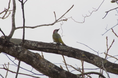 IMGP1254bu5