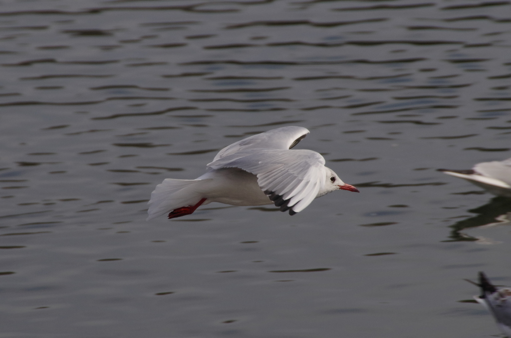IMGP0825bu5