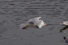 IMGP0825bu5