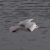 IMGP0825bu5