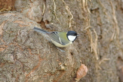 IMGP0871bu5