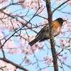 IMGP0149