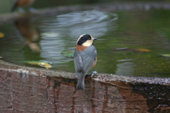 IMGP2294