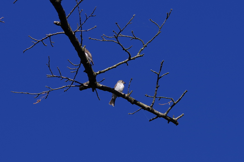 IMGP0119bu5