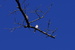 IMGP0119bu5