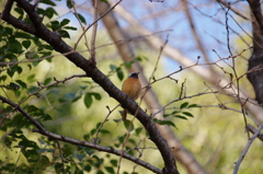 IMGP5268