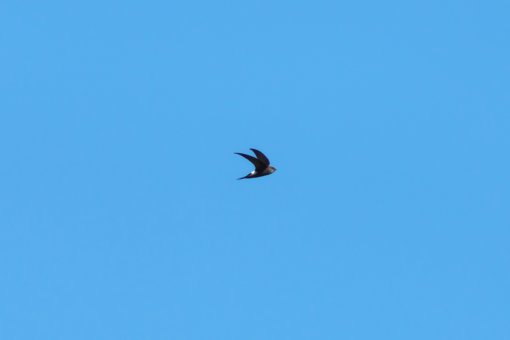 IMGP1708