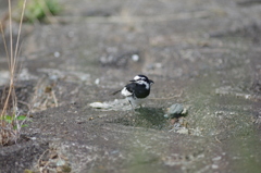 IMGP3496