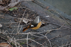 IMGP1451