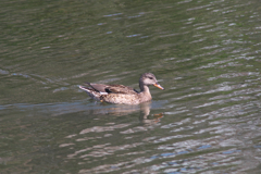 IMGP1681
