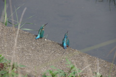 IMGP6525