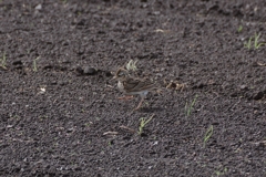 IMGP1992b