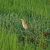 IMGP5964bu5