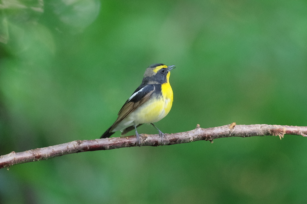 IMGP3769bu5