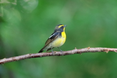 IMGP3769bu5
