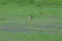 IMGP0930bu5