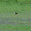 IMGP0930bu5