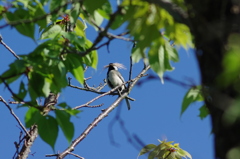 IMGP7134bu5
