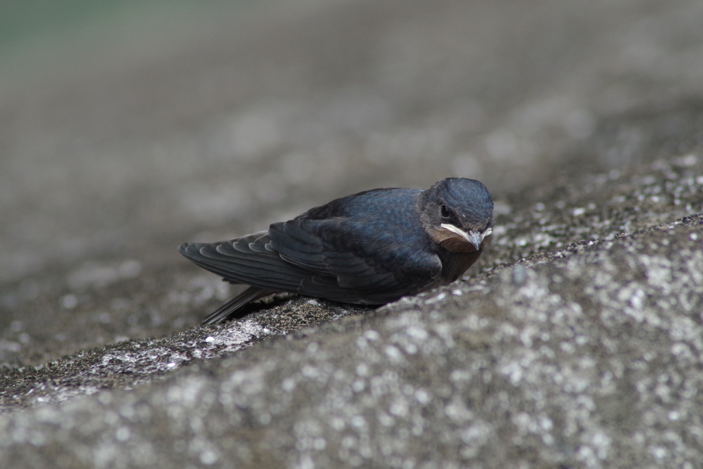 IMGP1061