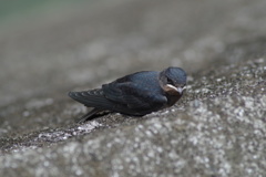 IMGP1061