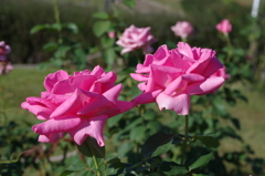 IMGP1635