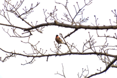 IMGP0257