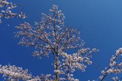 IMGP0812