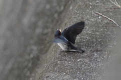 IMGP1070