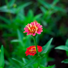 IMGP2952