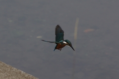 IMGP3836b