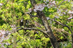 IMGP7076bu5