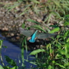 IMGP3129bu5