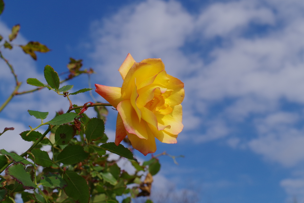 IMGP1219